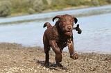 LABRADOR 220